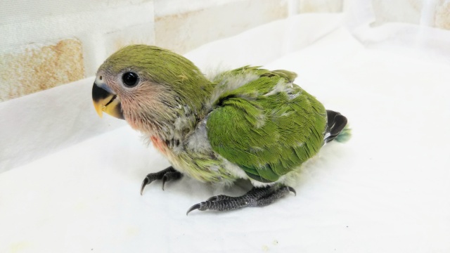 コザクラインコ（小桜インコ）