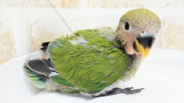 コザクラインコ（小桜インコ）