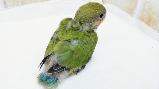 コザクラインコ（小桜インコ）