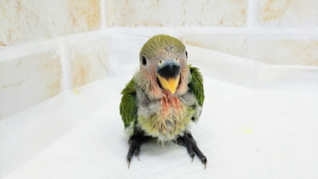 コザクラインコ（小桜インコ）