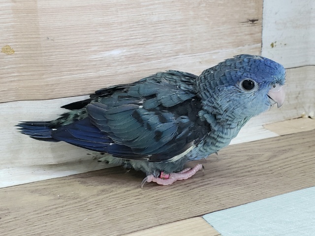 サザナミインコ