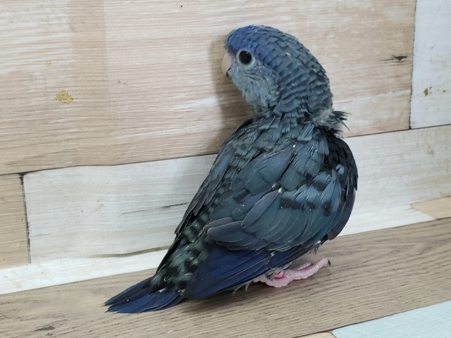 サザナミインコ