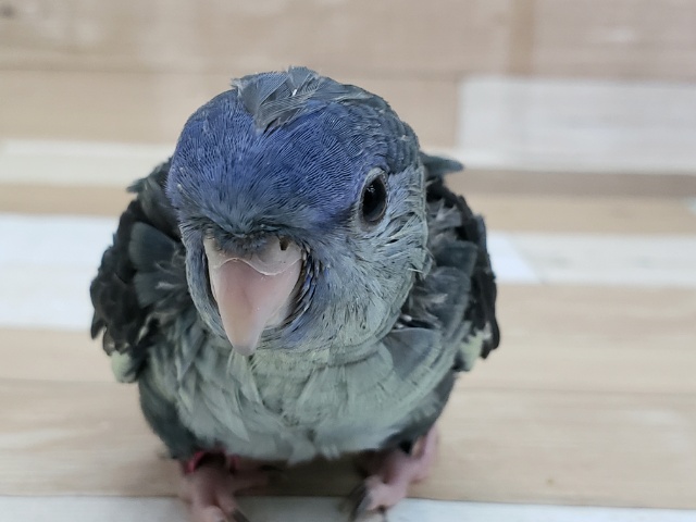 サザナミインコ