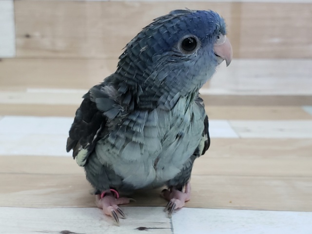 サザナミインコ