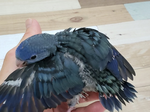 サザナミインコ