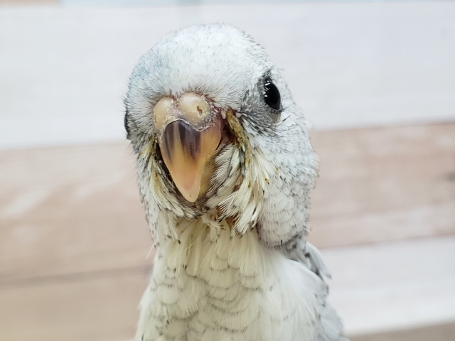 ビセイインコ（美声インコ）