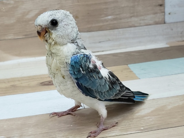 ビセイインコ（美声インコ）