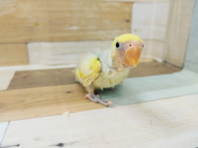 コザクラインコ（小桜インコ）
