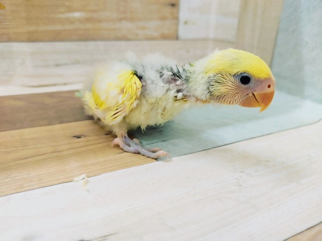 コザクラインコ（小桜インコ）