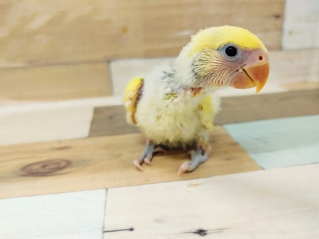 コザクラインコ（小桜インコ）