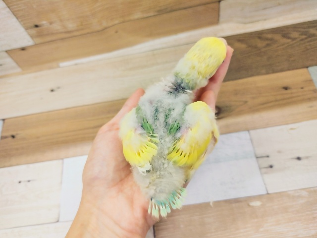 コザクラインコ（小桜インコ）
