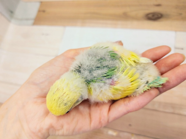 コザクラインコ（小桜インコ）