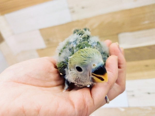 コザクラインコ（小桜インコ）