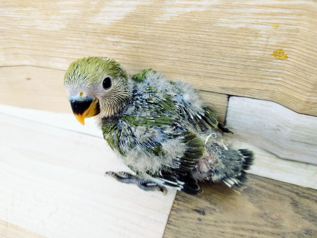 コザクラインコ（小桜インコ）