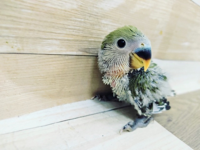コザクラインコ（小桜インコ）