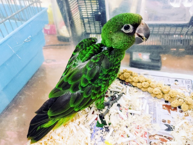 ズアカハネナガ