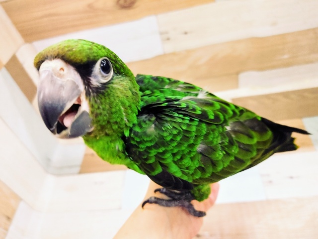 ズアカハネナガ