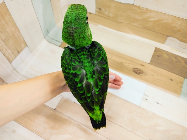 ズアカハネナガ