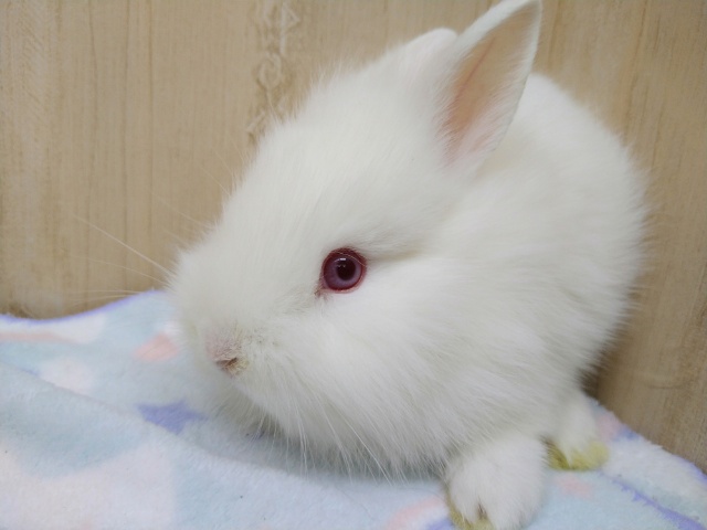 ライオンラビット