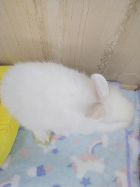 ライオンラビット