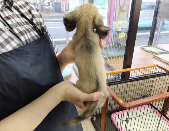 ミニチュアダックス