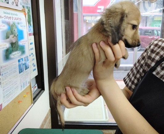 ミニチュアダックス