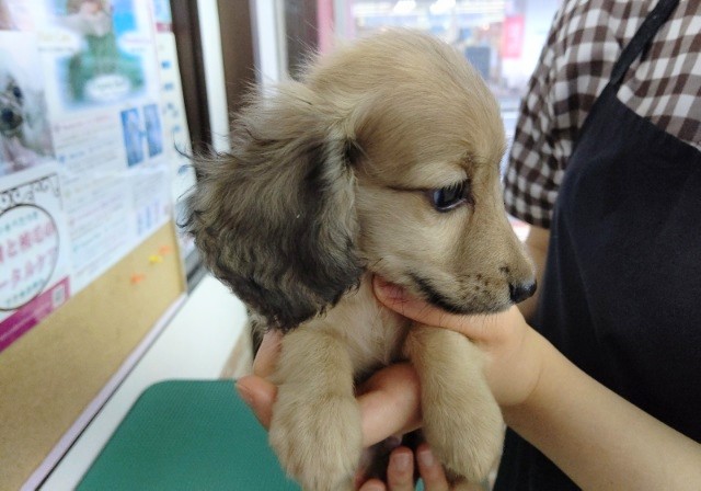 ミニチュアダックス