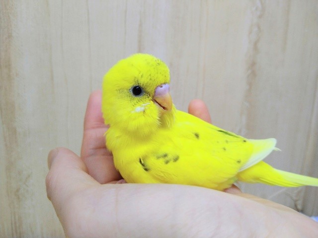 元気一杯!黄ハルクインセキセイさん来ました〜 セキセイインコ