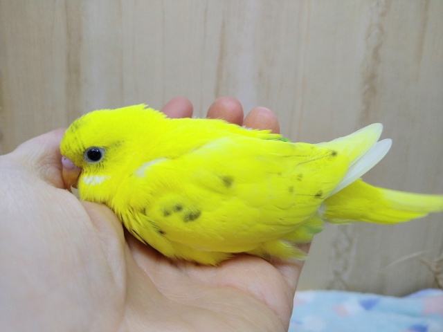 元気一杯!黄ハルクインセキセイさん来ました〜 セキセイインコ