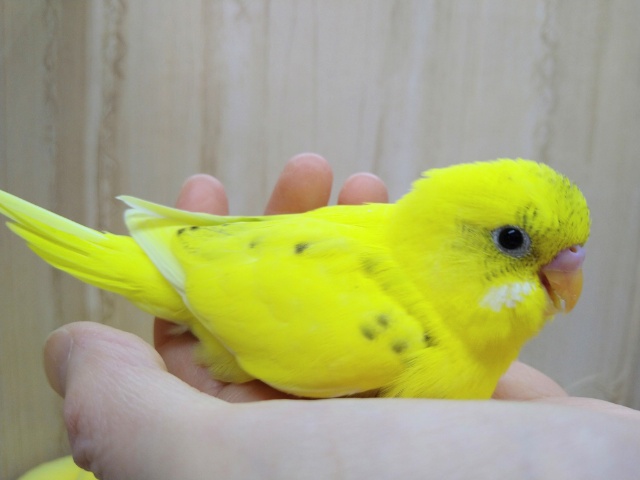 元気一杯!黄ハルクインセキセイさん来ました〜 セキセイインコ