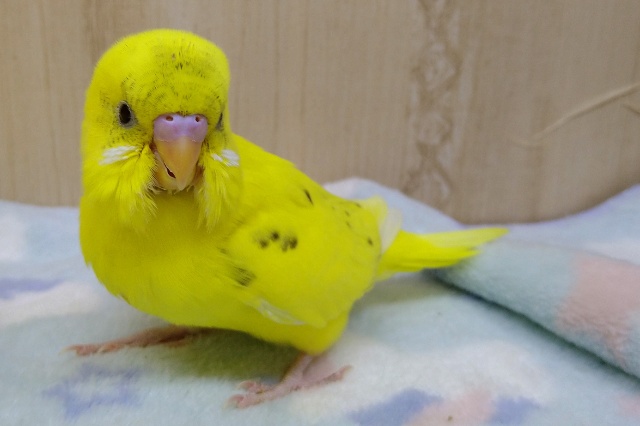 元気一杯!黄ハルクインセキセイさん来ました〜 セキセイインコ
