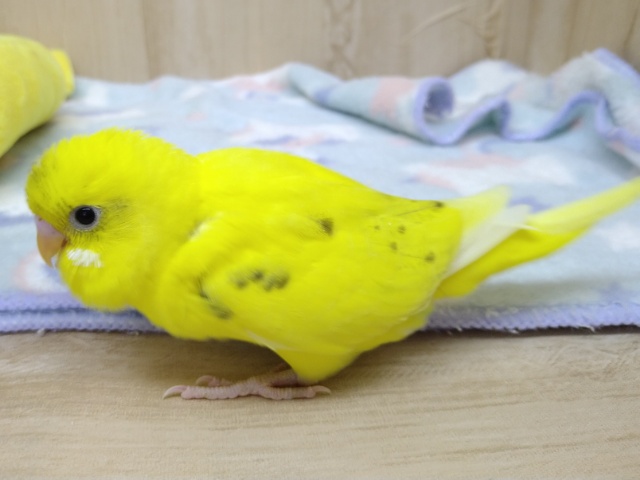 元気一杯!黄ハルクインセキセイさん来ました〜 セキセイインコ