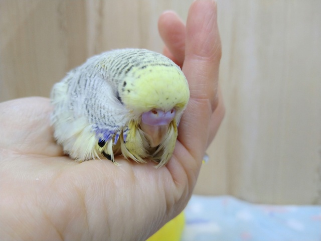 ジャンボセキセイインコ