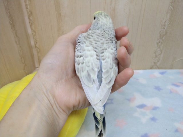 ジャンボセキセイインコ