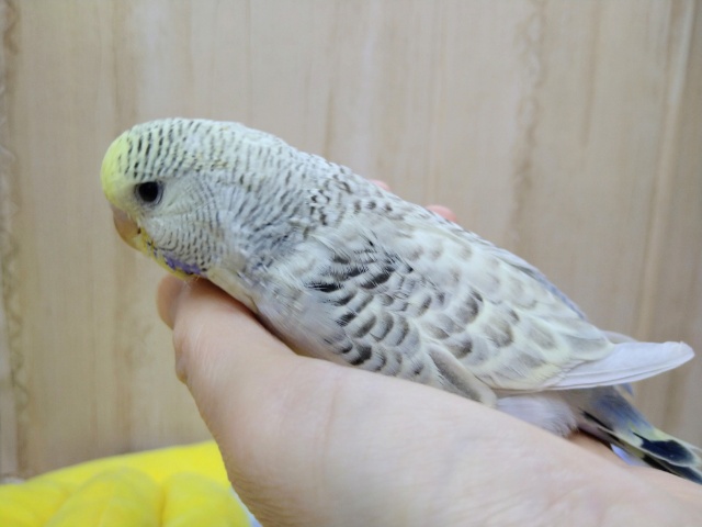 ジャンボセキセイインコ