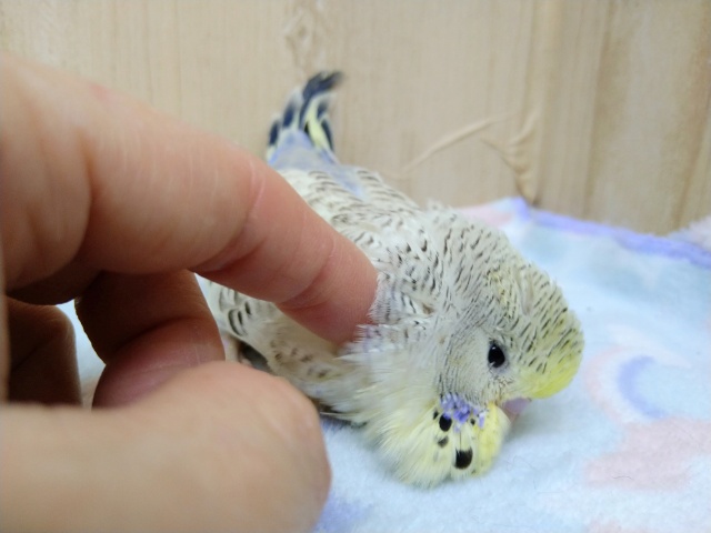 ジャンボセキセイインコ