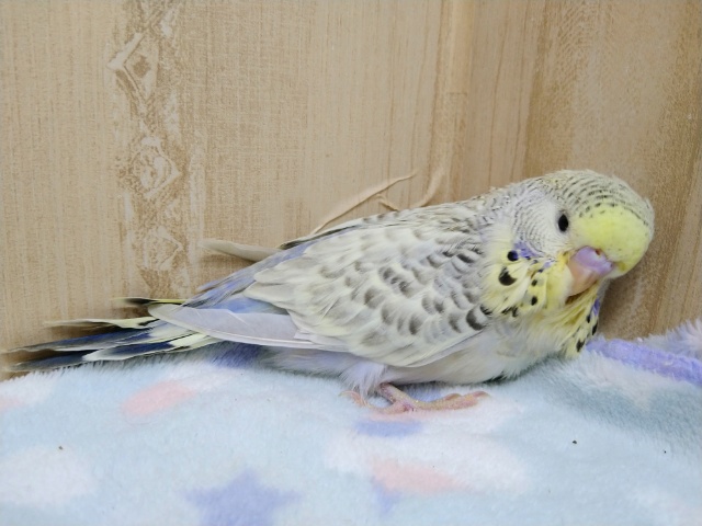 ジャンボセキセイインコ