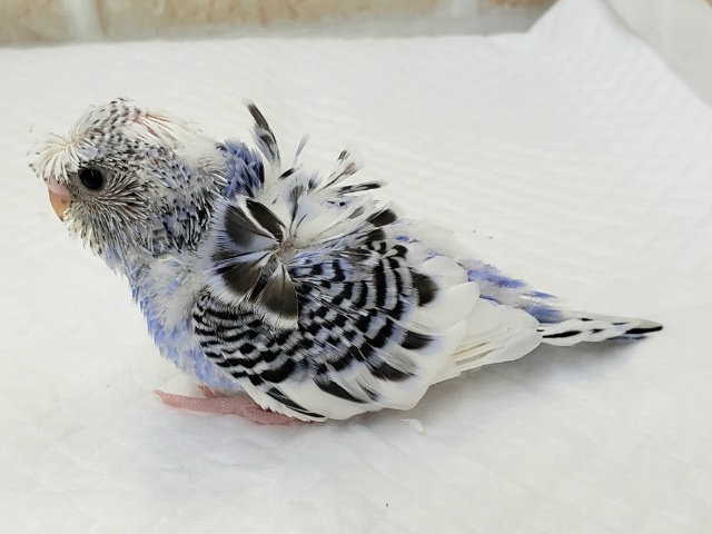 羽衣セキセイインコ