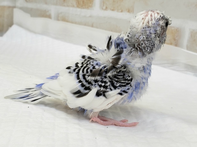 羽衣セキセイインコ