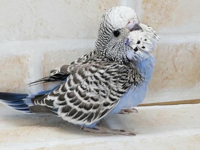 ジャンボセキセイインコ