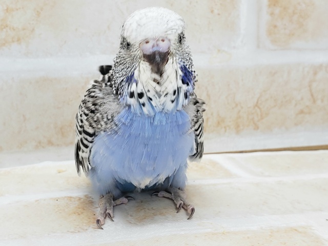 ジャンボセキセイインコ