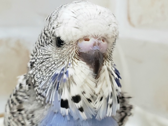 ジャンボセキセイインコ