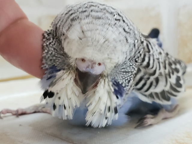 ジャンボセキセイインコ
