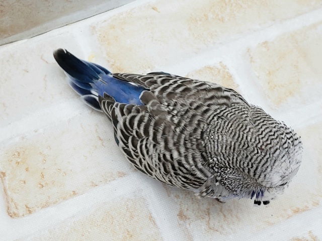 ジャンボセキセイインコ