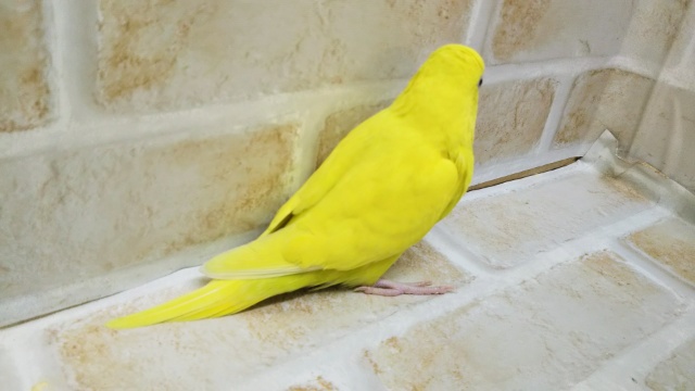 とっても黄色🍋 セキセイインコ(ダブルファクター) セキセイインコ