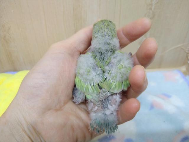 コザクラインコ（小桜インコ）