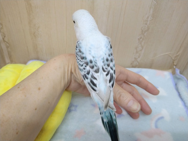 ジャンボセキセイインコ