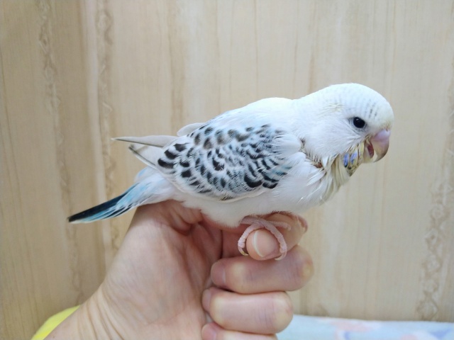 ジャンボセキセイインコ