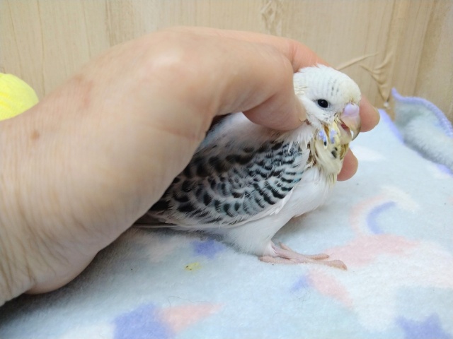 ジャンボセキセイインコ