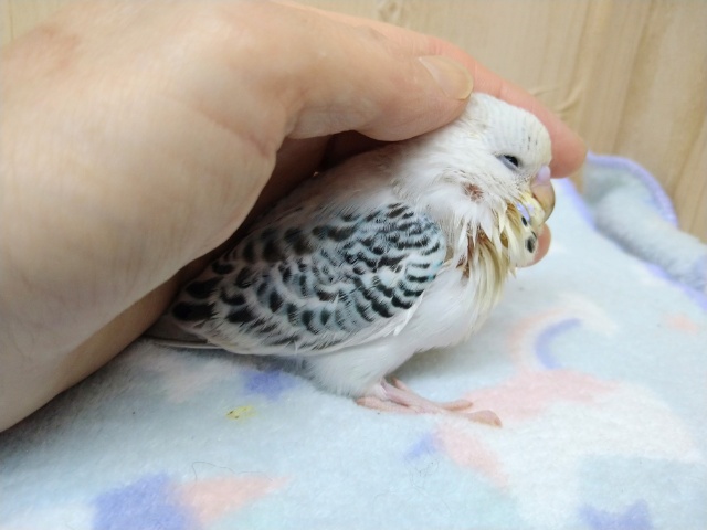 ジャンボセキセイインコ